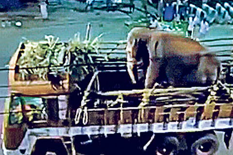 DeTect: PETA falsely targetted with video of elephant ‘abuse’