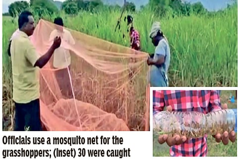 Officials try to trap grasshoppers with mosquito nets