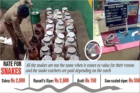 Livelihood slithers away from snake catchers of Irula community