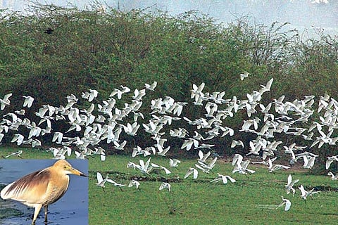 Egrets and herons are the birds most affected due to their symbiotic relationship with farmlands