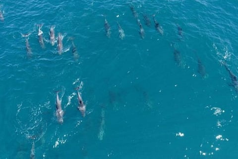 Mauritius fishermen battle to save dozens of dolphins near oil spill