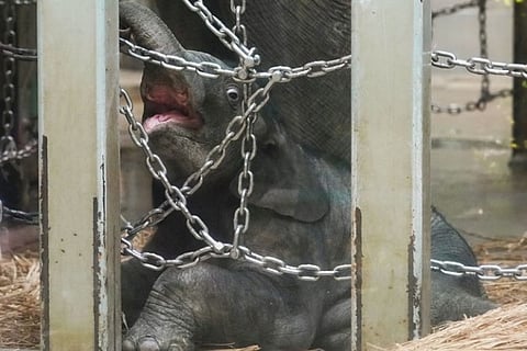 Tokyo zoo unveils first elephant born there in 138 years