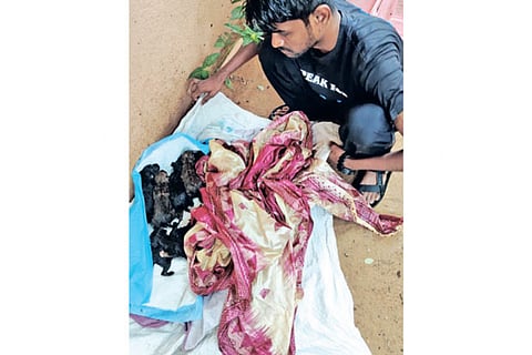 A volunteer helping puppies