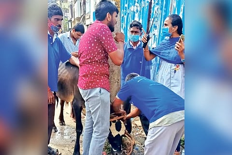 Cattle owner arguing with officials