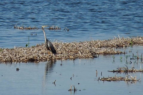 Singanallur lake