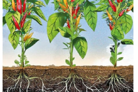 BOTANICAL STRATEGIES: Root analysis helps understand how competitive plants are