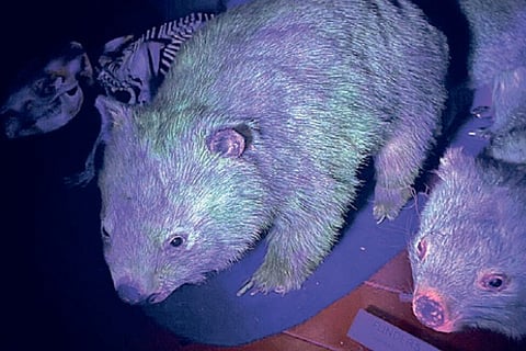 Mystery surrounds mammals concealing their secret glow