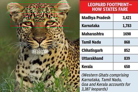 Roaring destination for big cats, TN 4th among states in leopard count