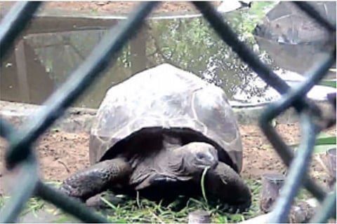 Aldabra giant tortoise goes missing from park