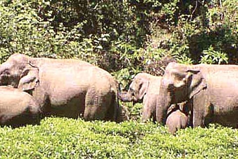 A herd of elephants moving around in a forest area in Krishnagiri district on Sunday