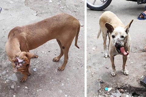 The two stray dogs, found affected with mouth disease, in Vellore