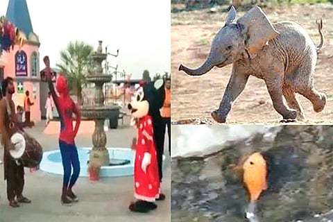 Trending in TN: Spidey dance move at Pakistan amusement park, elephant calf saved without injuries and much more..