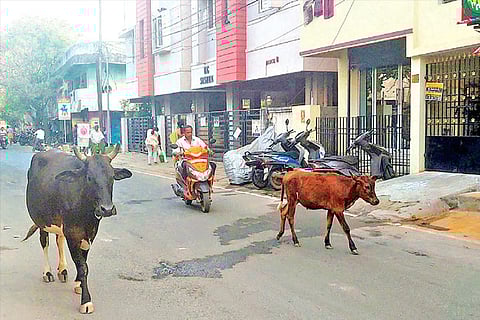 A motorist negotiating the road amid cattle