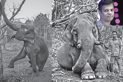 Photographs of elephants by Senthil Kumaran, Inset: Senthil Kumaran