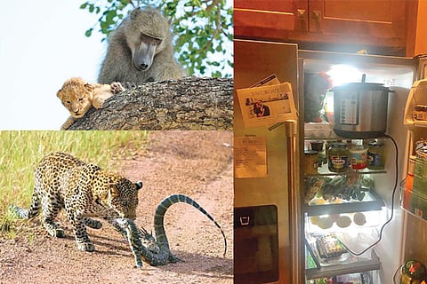 Trending in TN: Leftovers in fridge, Animal fight club in Zambia, Lion king comes true