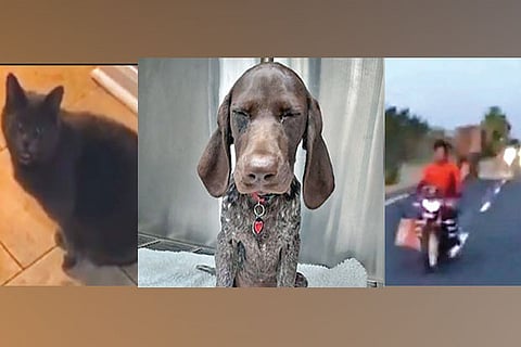 Trending in TN: Dog swallows ring, Cat gets pissed off and Tusker misses by a whisker