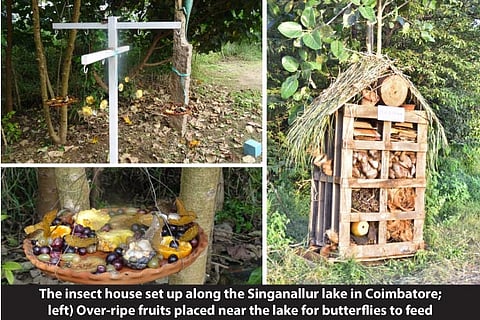 Kovai ecologists set up wooden house at lake bunds to improve insect population