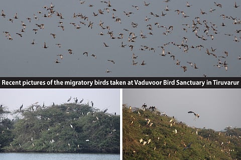 Bird watchers concerned over change in migration pattern
