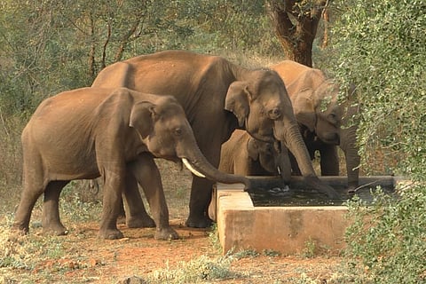 Wild elephants quench their thirst from a trough in Mettupalayam