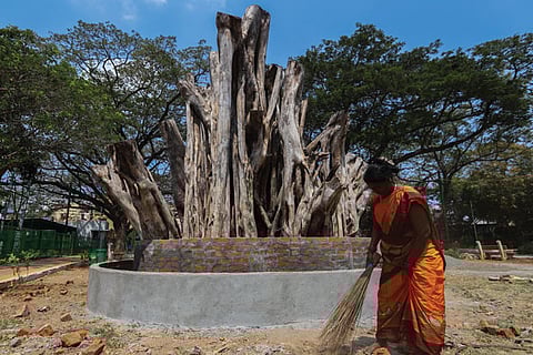 The tree will be varnished to protect it from weather and a short concrete wall has been built around it