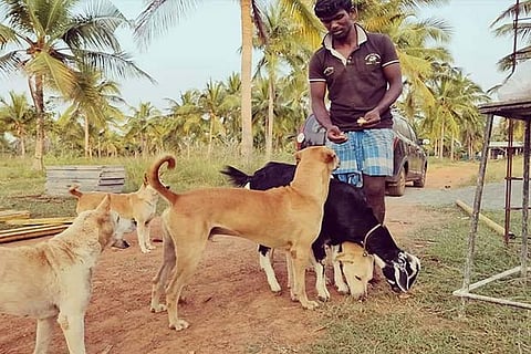 Eibi the goat was found on the streets after Cyclone Vardah