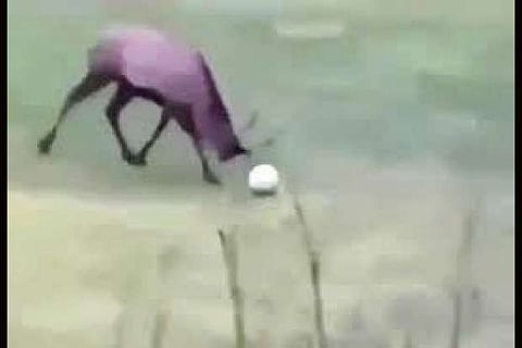 Deer netting a goal amuses Twitterati