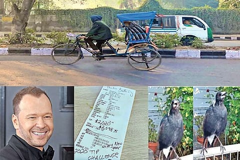 Trending in TN: Donnie Wahlberg's generous tip, Australian magpie imitating fire engine and much more..
