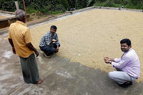 Coffee beans being dried after cleaning of parchment on concrete floor in Thandigudi