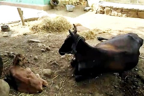 A sick cow in Palleri, Walajapet, waiting for medical assistance