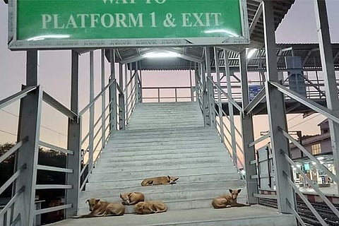 Stray dogs take a nap on the stairs of the footbridge of the station