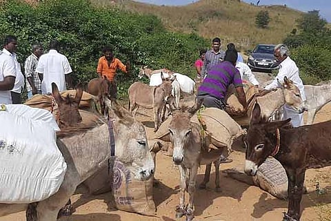 Donkeys loaded with Pongal gifts to be given to tribal residents in Jawadhu Hills