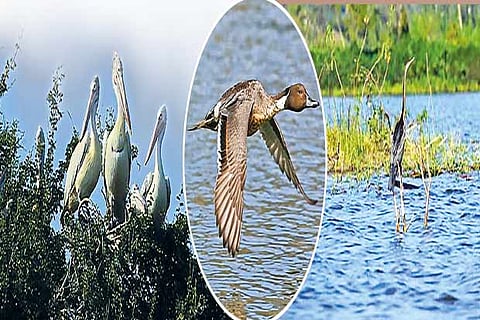 Ossudu Lake is home to many migratory birds like Little Cormorant, Grey Pelican, Painted stork
