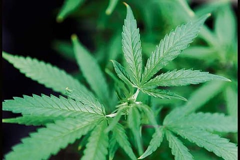 Marijuana may affect driving ability for 12 hours after use