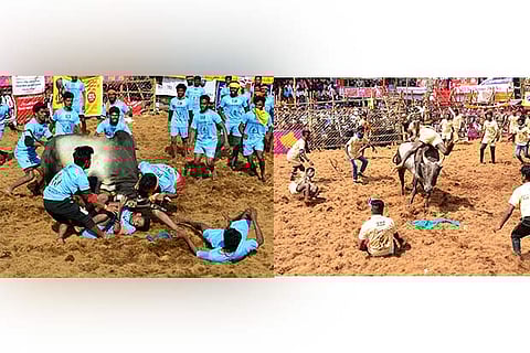 (Left) A bull and tamers engaged in a tussle fight and (Right) another bull flung a tamer out