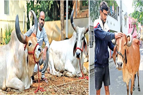 Rajesh Ranganathan with his native breeds; (r) Rajesh Gopalakrishnan, who rears 45 Gir and Kankrej breed cows