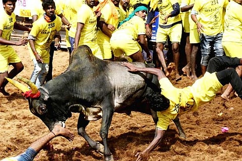 Two 'jallikattu' spectators die in TN