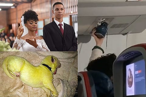 Trending in TN: Brazilian bride dedicates song for deaf friends, Neon-green German shepherd, Flight passenger using air duct to dry footwear