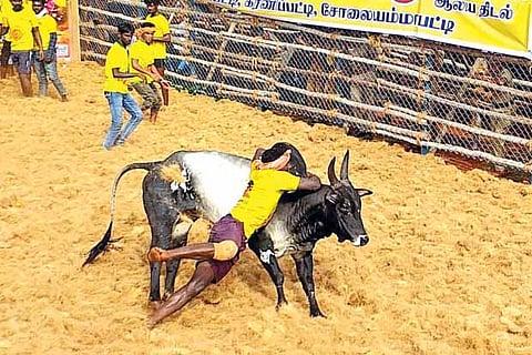 A tamer tries to control the bull during the jallikattu at Avarangadu on Friday