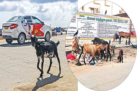 In several areas, including Choolaimedu in the metropolis, goat owners are letting their goats graze