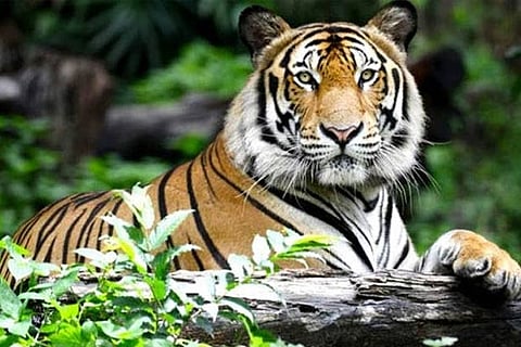 Tiger which raised orphan cubs dies, Rajasthan CM calls it 'sad news'