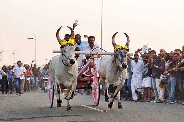 Interim stay on rekla races using horses, bullocks till February 17
