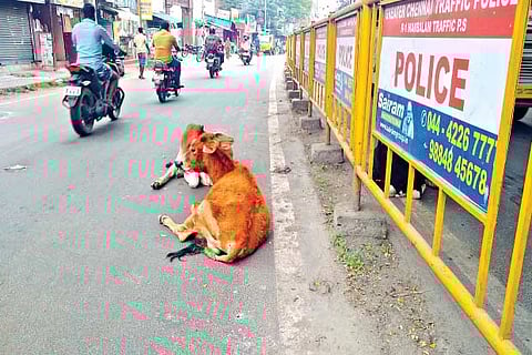 Residents complain that cows rest in the middle of the roads and masticate, thus hindering the movem