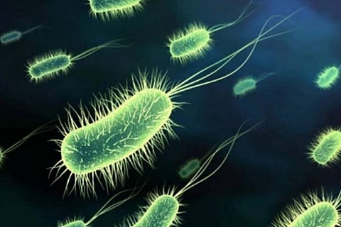 Indoor dust bacteria have transferrable antibiotic resistance genes: Study