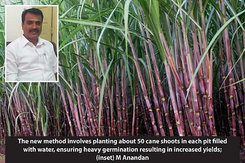 Cane yield likely to double with new cultivation method