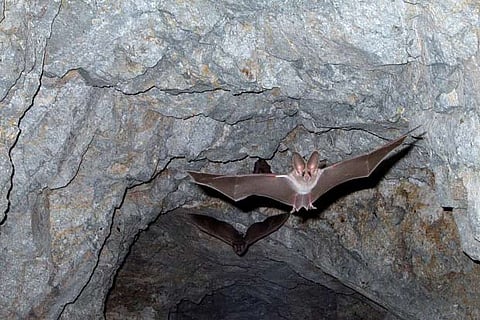 The bats return to trigger Novel Coronavirus outbreak: Lancet