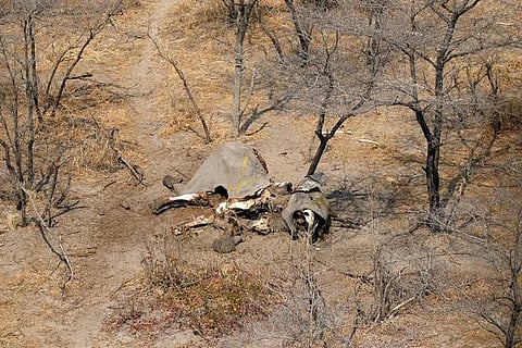 Hundreds of elephants found dead in Botswana