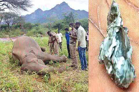 The gunned down female elephant and the retrieved bullet pieces in Coimbatore on Thursday