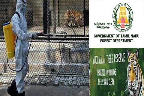 Quick on feet to tackle virus, forest staff stay healthy