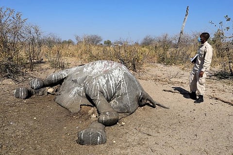 Botswana gets first test results on elephant deaths