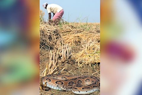Over 58,000 die of snake bite every year in India, reveals study